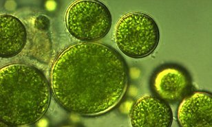 green algae is the key culprit of pool algae